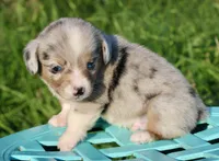 CHIRP - Blue Merle Toy Auggie, a male Pembroke Welsh Corgi and Toy Australian Shepherd for sale in Harper, TX – 2 of 5