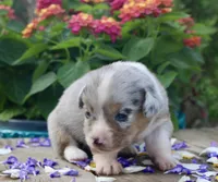 CHIRP - Blue Merle Toy Auggie, a male Pembroke Welsh Corgi and Toy Australian Shepherd for sale in Harper, TX – Photo 3 of 7