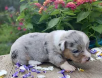 CHIRP - Blue Merle Toy Auggie, a male Pembroke Welsh Corgi and Toy Australian Shepherd for sale in Harper, TX – Photo 5 of 7