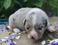 CHIRP - Blue Merle Toy Auggie, a male Pembroke Welsh Corgi and Toy Australian Shepherd for sale in Harper, TX – Photo 2 of 7