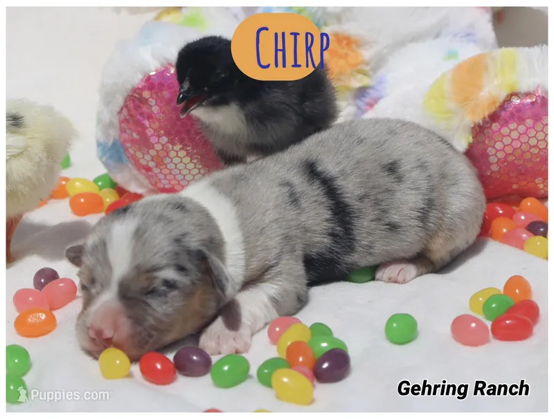 CHIRP - Blue Merle Toy Auggie – Pembroke Welsh Corgi, Toy Australian Shepherd puppy for sale in Harper, TX