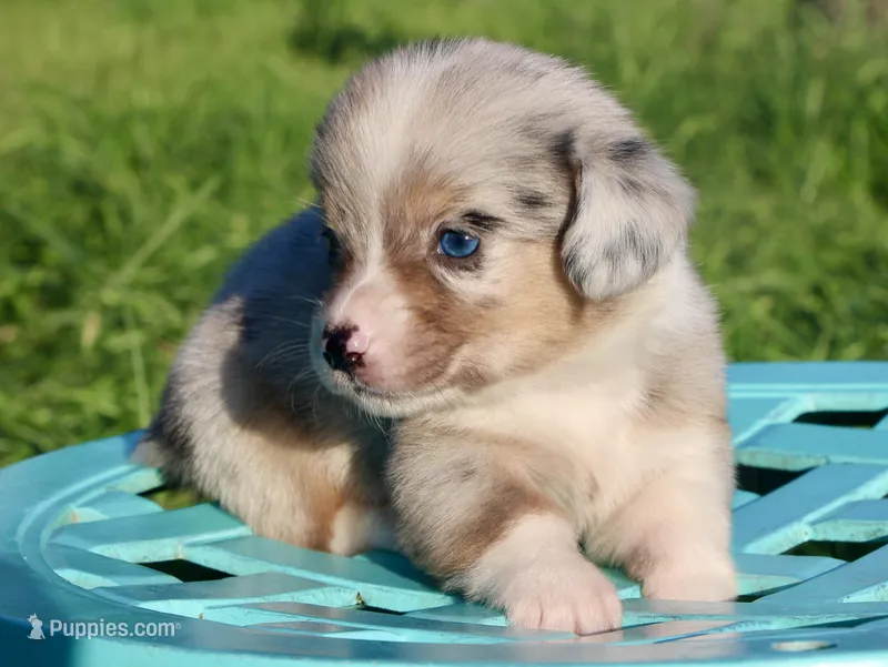 CHIRP - Blue Merle Toy Auggie – Pembroke Welsh Corgi, Toy Australian Shepherd puppy for sale in Harper, TX