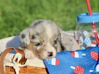 CHIRP - Blue Merle Toy Auggie, a male Pembroke Welsh Corgi and Toy Australian Shepherd for sale in Harper, TX – 3 of 5