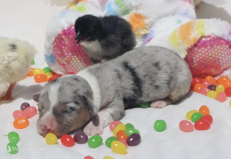 CHIRP - Blue Merle Toy Auggie – Pembroke Welsh Corgi, Toy Australian Shepherd puppy for sale in Harper, TX