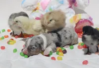 CHIRP - Blue Merle Toy Auggie, a male Pembroke Welsh Corgi and Toy Australian Shepherd for sale in Harper, TX – Photo 4 of 5