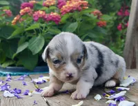 CHIRP - Blue Merle Toy Auggie, a male Pembroke Welsh Corgi and Toy Australian Shepherd for sale in Harper, TX – Photo 7 of 7
