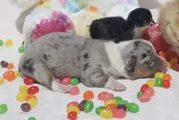 CHIRP - Blue Merle Toy Auggie, a male Pembroke Welsh Corgi and Toy Australian Shepherd for sale in Harper, TX – Photo 3 of 5