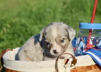 CHIRP - Blue Merle Toy Auggie, a male Pembroke Welsh Corgi and Toy Australian Shepherd for sale in Harper, TX – 4 of 5