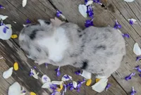 CHIRP - Blue Merle Toy Auggie, a male Pembroke Welsh Corgi and Toy Australian Shepherd for sale in Harper, TX – Photo 6 of 7