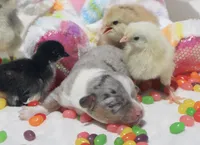 CHIRP - Blue Merle Toy Auggie, a male Pembroke Welsh Corgi and Toy Australian Shepherd for sale in Harper, TX – Photo 5 of 5