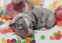 CHIRP - Blue Merle Toy Auggie, a male Pembroke Welsh Corgi and Toy Australian Shepherd for sale in Harper, TX – Photo 2 of 5