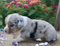 CHIRP - Blue Merle Toy Auggie, a male Pembroke Welsh Corgi and Toy Australian Shepherd for sale in Harper, TX – Photo 4 of 7