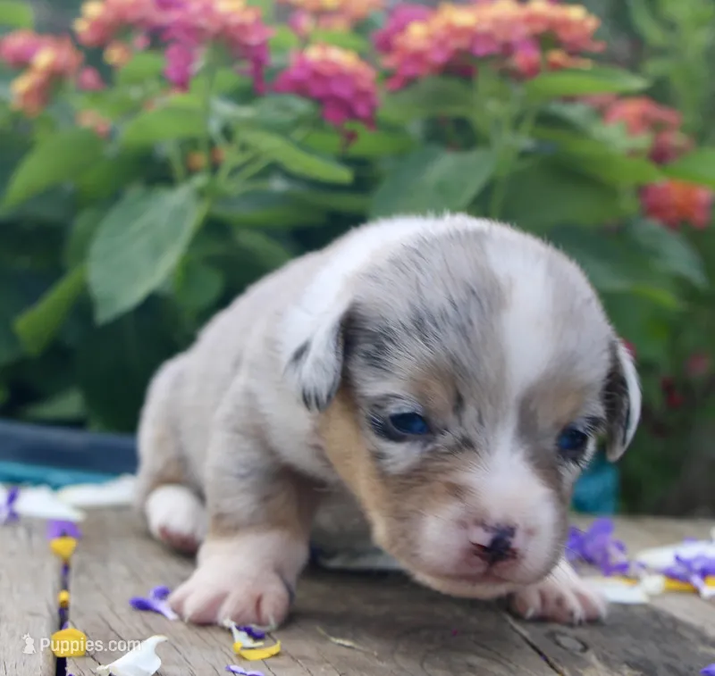 CHIRP - Blue Merle Toy Auggie – Pembroke Welsh Corgi, Toy Australian Shepherd puppy for sale in Harper, TX