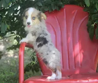 America - Merle Toy Auggie, a female Pembroke Welsh Corgi and Toy Australian Shepherd for sale in Harper, TX – 6 of 10