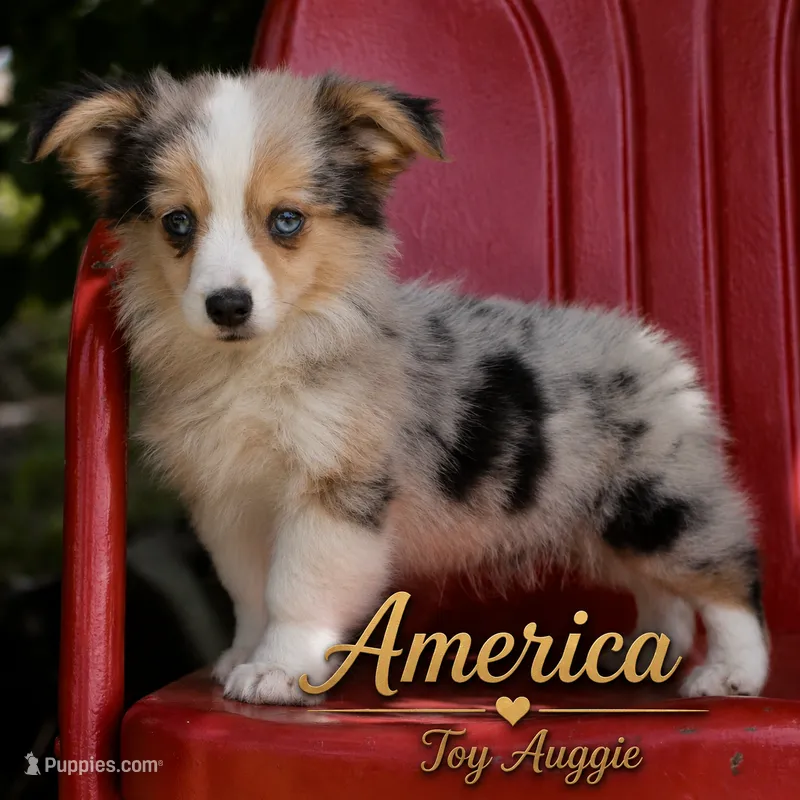 America - Merle Toy Auggie – Pembroke Welsh Corgi, Toy Australian Shepherd puppy for sale in Harper, TX