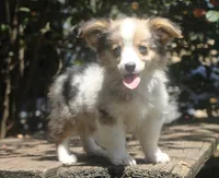 America - Merle Fluffy Toy Auggie, a male Pembroke Welsh Corgi and Toy Australian Shepherd for sale in Harper, TX – 4 of 4