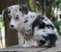 DAISY - Toy Auggie Female, a female Pembroke Welsh Corgi and Toy Australian Shepherd for sale in Harper, TX – 8 of 10