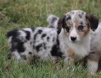 DAISY - Toy Auggie Female, a female Pembroke Welsh Corgi and Toy Australian Shepherd for sale in Harper, TX – 4 of 10