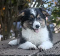 Glory , a female Pembroke Welsh Corgi and Toy Australian Shepherd for sale in Harper, TX – 2 of 8