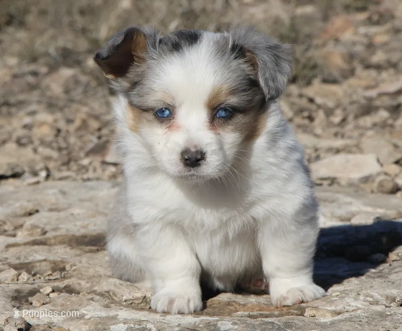 Dove Fluffy Blue Eyed Merle