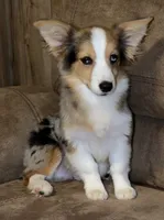 Lovey Dovey - Blue Merle Toy Auggie , a male Pembroke Welsh Corgi and Toy Australian Shepherd for sale in Harper, TX – 4 of 6