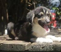 Valor - Black Tri Toy Auggie, a male Pembroke Welsh Corgi and Toy Australian Shepherd for sale in Harper, TX – 2 of 4