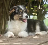 Glory , a female Pembroke Welsh Corgi and Toy Australian Shepherd for sale in Harper, TX – 3 of 8
