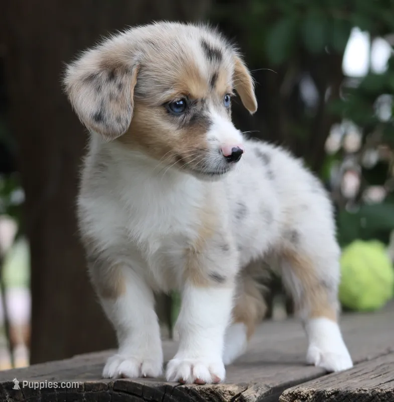 LILY - Blue Merle Toy Auggie – Pembroke Welsh Corgi, Toy Australian Shepherd puppy for sale in Harper, TX