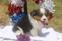 Honor - Toy Auggie, a male Pembroke Welsh Corgi and Toy Australian Shepherd for sale in Harper, TX – 2 of 4