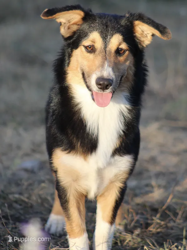 Roxy – Cardigan Welsh Corgi, Toy Australian Shepherd puppy for sale in Harper, TX