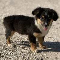 Banner - Black Tri Toy Auggie, a male Pembroke Welsh Corgi and Toy Australian Shepherd for sale in Harper, TX – 2 of 7