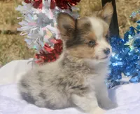 America - Merle Toy Auggie, a female Pembroke Welsh Corgi and Toy Australian Shepherd for sale in Harper, TX – 7 of 10
