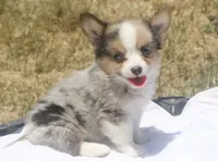 America - Merle Toy Auggie, a female Pembroke Welsh Corgi and Toy Australian Shepherd for sale in Harper, TX – 10 of 10