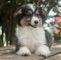 Glory - Toy Auggie, a female Pembroke Welsh Corgi and Toy Australian Shepherd for sale in Harper, TX – 7 of 8