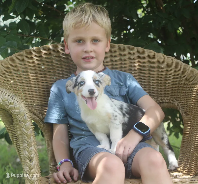 Liberty - Toy Merle Auggie – Pembroke Welsh Corgi, Toy Australian Shepherd puppy for sale in Harper, TX