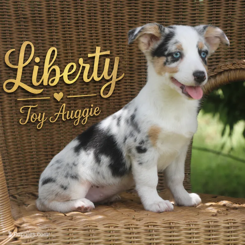 Liberty - Toy Merle Auggie – Pembroke Welsh Corgi, Toy Australian Shepherd puppy for sale in Harper, TX