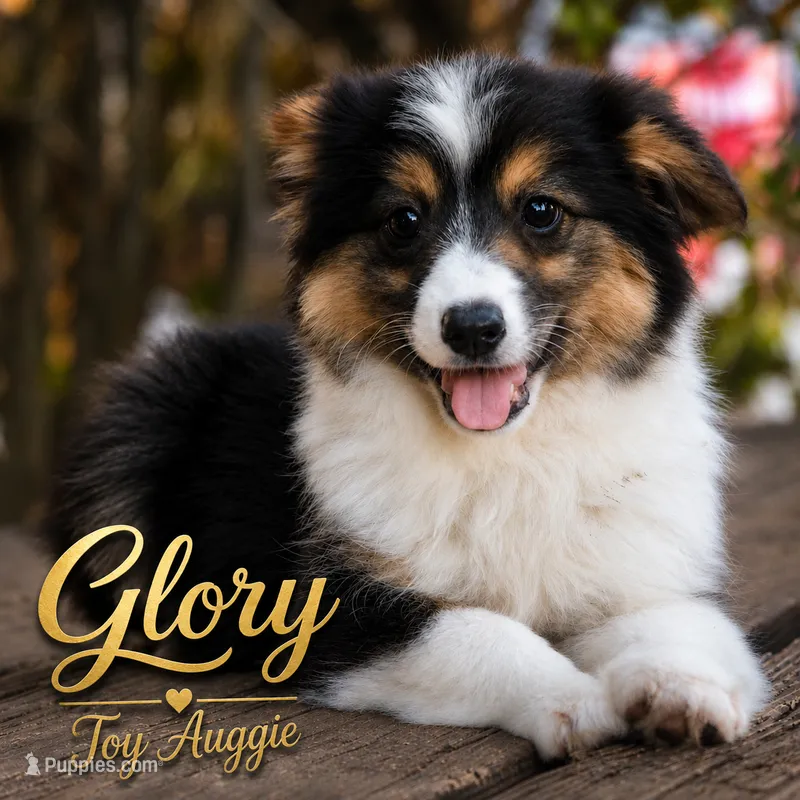 Glory - Toy Auggie – Pembroke Welsh Corgi, Toy Australian Shepherd puppy for sale in Harper, TX