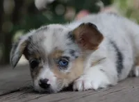 CHIRP - Blue Merle Toy Auggie, a male Pembroke Welsh Corgi and Toy Australian Shepherd for sale in Harper, TX – 8 of 10