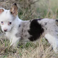 Godiva Blue Eye Merle Toy, a female Pembroke Welsh Corgi and Toy Australian Shepherd for sale in Harper, TX – Photo 3 of 5
