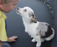 Godiva Blue Eye Merle Toy, a female Pembroke Welsh Corgi and Toy Australian Shepherd for sale in Harper, TX – Photo 5 of 7