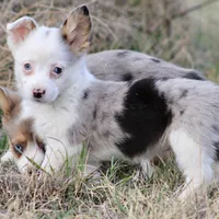 Godiva Blue Eye Merle Toy, a female Pembroke Welsh Corgi and Toy Australian Shepherd for sale in Harper, TX – Photo 4 of 5