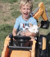 Godiva Blue Eye Merle Toy, a female Pembroke Welsh Corgi and Toy Australian Shepherd for sale in Harper, TX – Photo 2 of 7