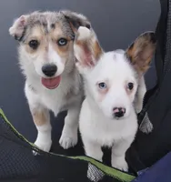 Godiva Blue Eye Merle Toy, a female Pembroke Welsh Corgi and Toy Australian Shepherd for sale in Harper, TX – Photo 3 of 7