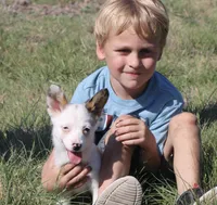 Godiva Blue Eye Merle Toy, a female Pembroke Welsh Corgi and Toy Australian Shepherd for sale in Harper, TX – Photo 4 of 7