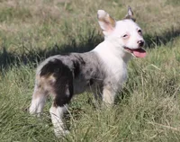 Godiva Blue Eye Merle Toy, a female Pembroke Welsh Corgi and Toy Australian Shepherd for sale in Harper, TX – Photo 6 of 7