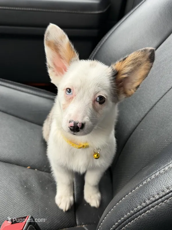 Godiva Blue Eye Merle Toy – Pembroke Welsh Corgi, Toy Australian Shepherd puppy for sale in Harper, TX