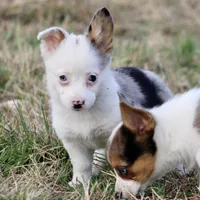 Godiva Blue Eye Merle Toy, a female Pembroke Welsh Corgi and Toy Australian Shepherd for sale in Harper, TX – Photo 2 of 5