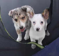 Godiva Blue Eye Merle Toy, a female Pembroke Welsh Corgi and Toy Australian Shepherd for sale in Harper, TX – Photo 7 of 7