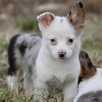 Godiva Blue Eye Merle Toy, a female Pembroke Welsh Corgi and Toy Australian Shepherd for sale in Harper, TX – Photo 1 of 5