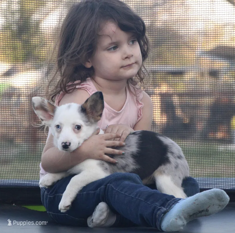Godiva Blue Eye Merle Toy – Pembroke Welsh Corgi, Toy Australian Shepherd puppy for sale in Harper, TX